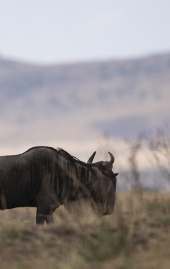 Serengeti National Parke